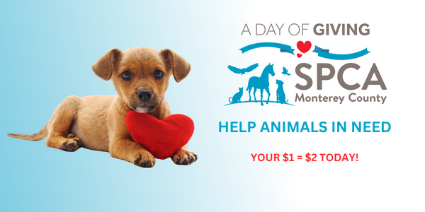 A Day of Giving for SPCA Monterey County