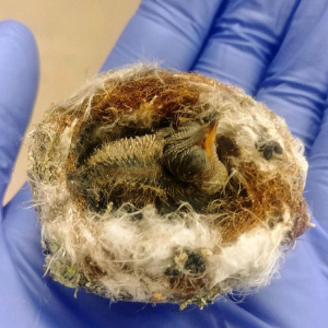Hummingbird nest in hand