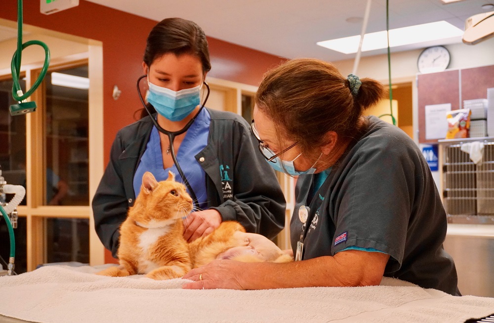 SPCA veterinarians heal broken bones and mend broken spirits