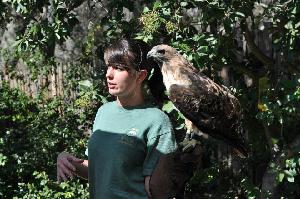 Audrey and DD: an educational red-tailed hawk. *Although DD is well trained, she is not a pet. Please keep our wildlife wild.*